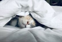 GlucoTrust and Sleep: How Improving Your Sleep Transforms Blood Sugar Control GlucoTrust sleep quality blood sugar improvement
