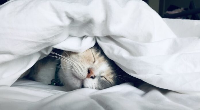 GlucoTrust and Sleep: How Improving Your Sleep Transforms Blood Sugar Control GlucoTrust sleep quality blood sugar improvement