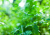 Ashwagandha for Cortisol: Does It Really Work?
