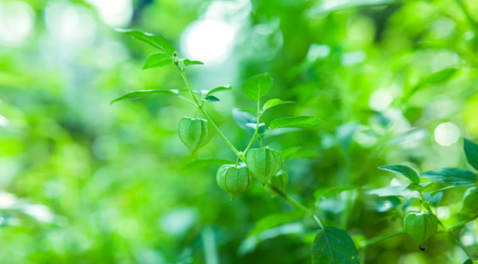 Ashwagandha for Cortisol: Does It Really Work?